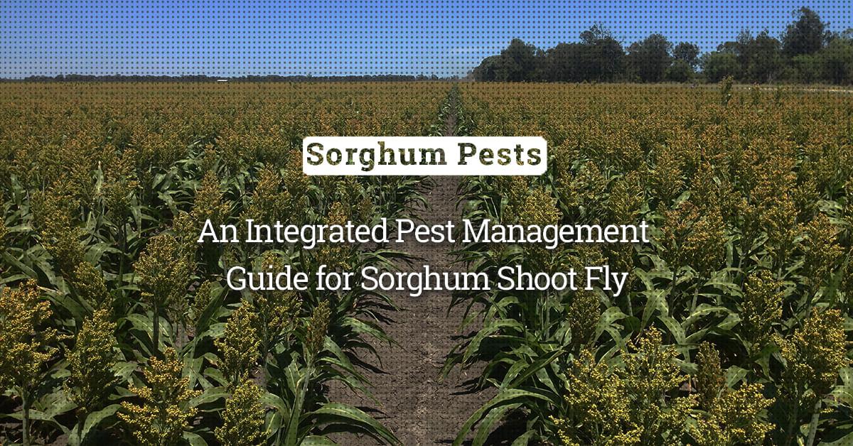 kvplus/articles/801455739d19fe8758b3f16b49ea3a36_An-Integrated-Pest-Management-Guide-for-Sorghum-Shoot-Fly.jpg