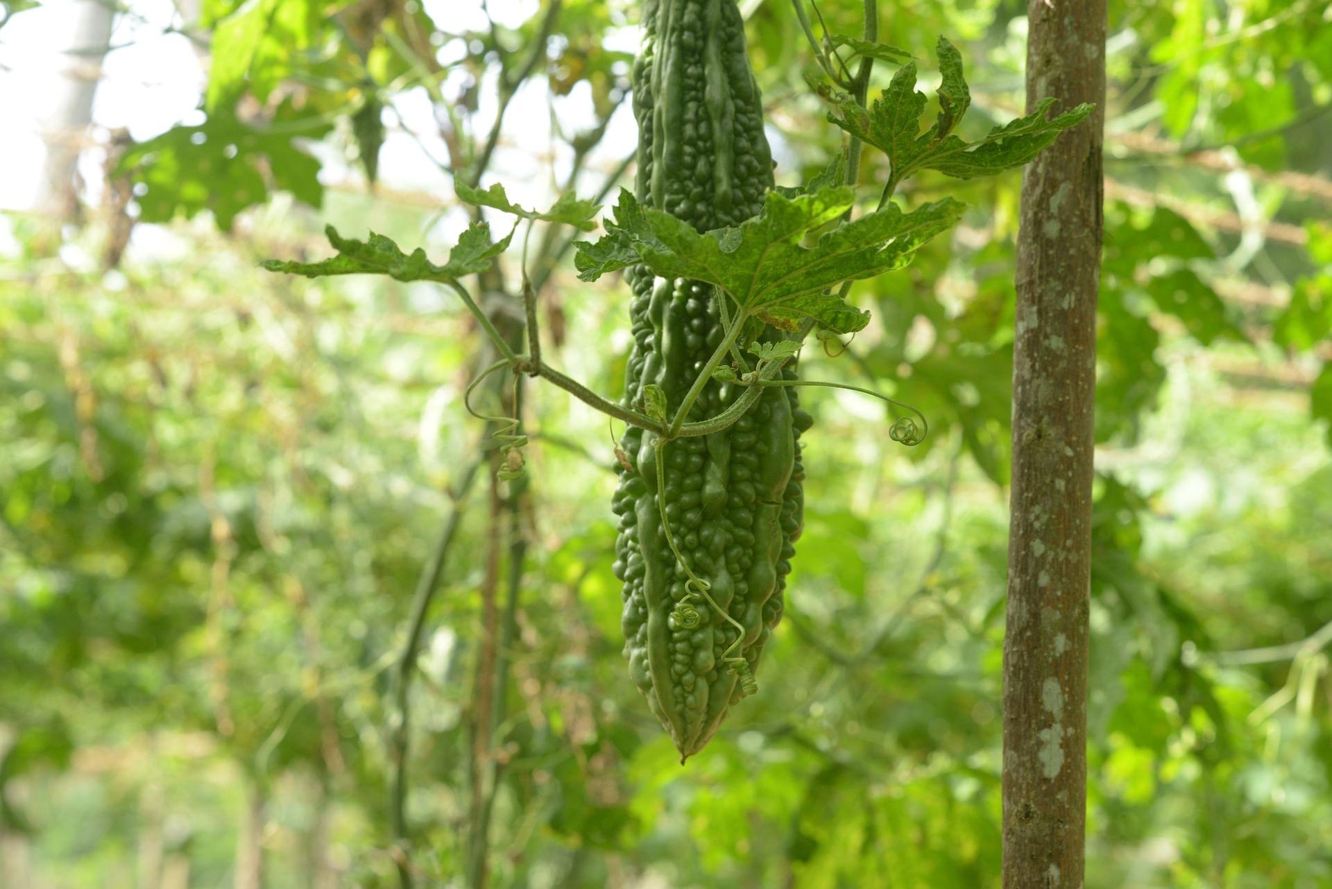 kvplus/articles/812af4eb4c6c088aa66ee83d5806b55d_bitter-gourd-gde8637f82_1920.jpg