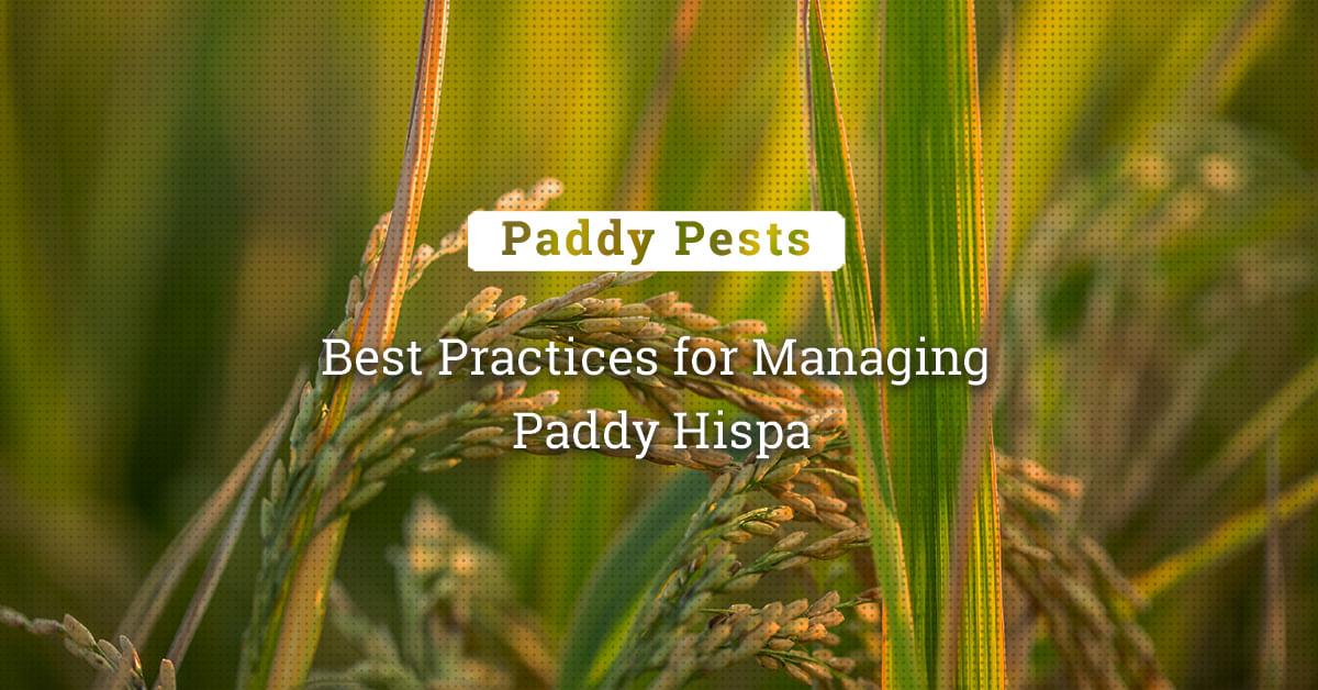 kvplus/articles/90eaba6cc752a7023f7a9d99da2ac625_Best-Practices-for-Managing-Paddy-Hispa.jpg