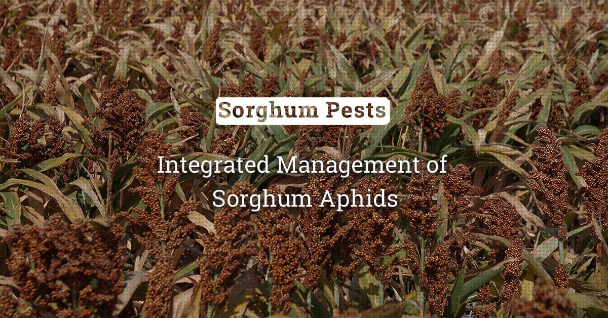 kvplus/articles/9f06d5a29de7f60cf6c19c10e9b6a04b_Integrated-Management-of-Sorghum-Aphids.jpg