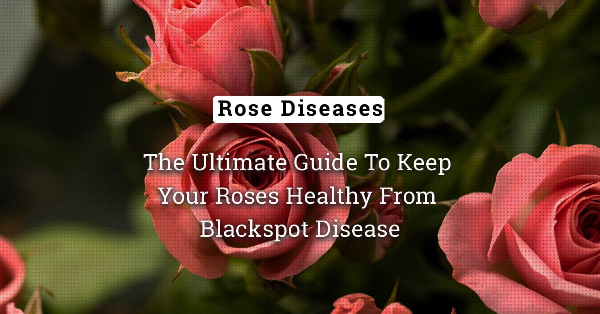 kvplus/articles/a2c972f0f4ccd2319d762e1f1721d763_The-Ultimate-Guide-To-Keep-Your-Roses-Healthy-From-Blackspot-Disease.jpg
