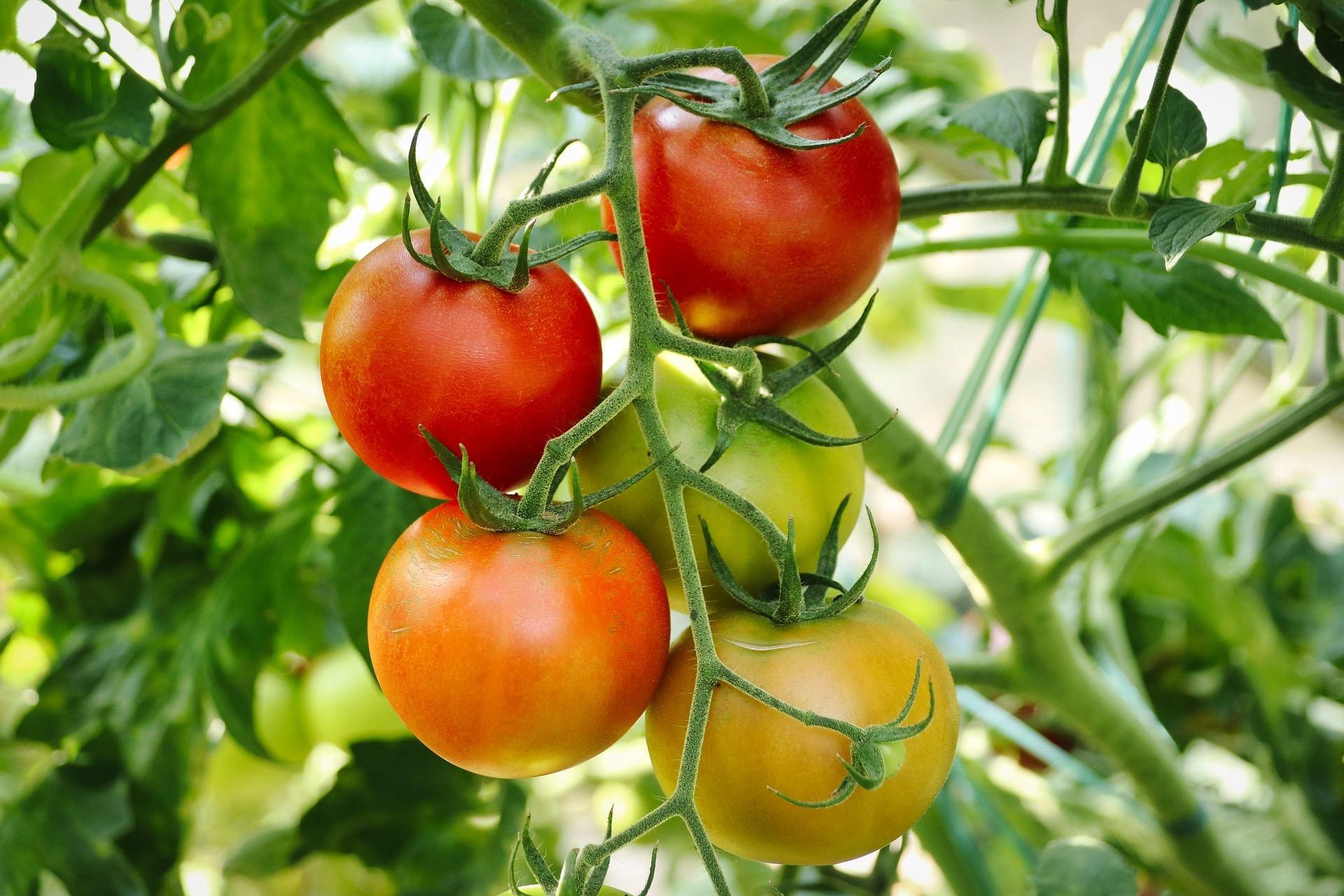kvplus/articles/b3731a1be8119089248f331ef5b11403_tomatoes-6614242_1920.jpg