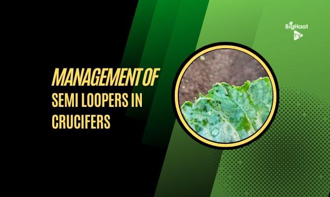 kvplus/articles/b65dac8f47367f8aebc8595395aedb7a_Management-of-Semi-loopers-in-Crucifers-eng.jpg