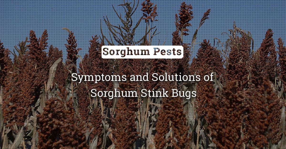 kvplus/articles/bbce09c3535dab262cb41f0cb798374e_Symptoms-and-Solutions-of-Sorghum-Stink-Bugs.jpg