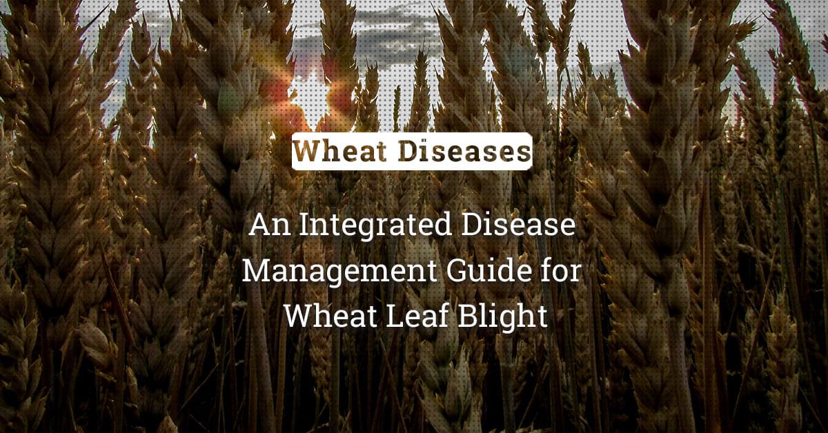 kvplus/articles/bd53e57d4af1ad04d74887fc3bd5e54f_An-Integrated-Disease-Management-Guide-for-Wheat-Leaf-Blight.jpg