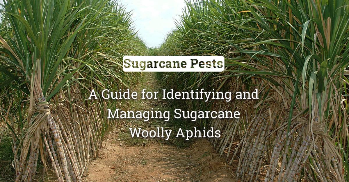 kvplus/articles/bf43f433bb9b273992d672f50eb2f6eb_A-Guide-for-Identifying-and-Managing-Sugarcane-Woolly-Aphids.jpg