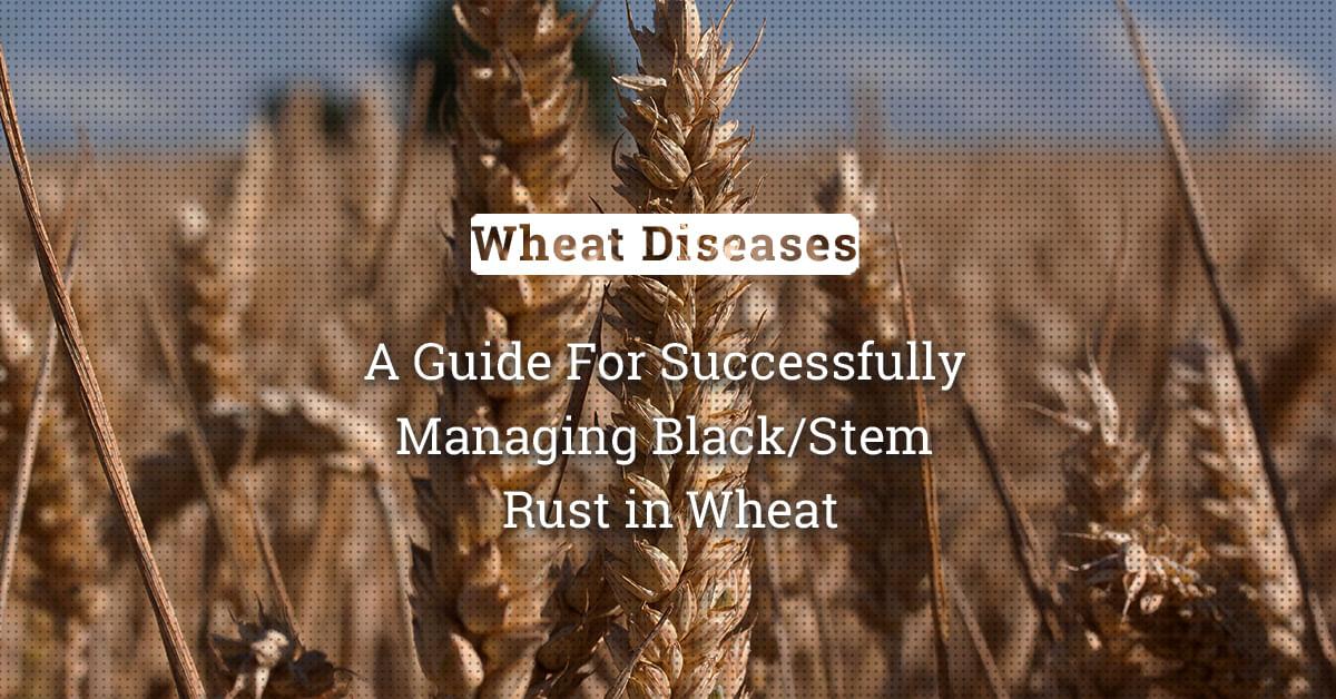 kvplus/articles/bf7999a7abaf87417fff346ee1d5b44d_A-Guide-For-Successfully-Managing-Black-Stem-Rust-in-Wheat.jpg