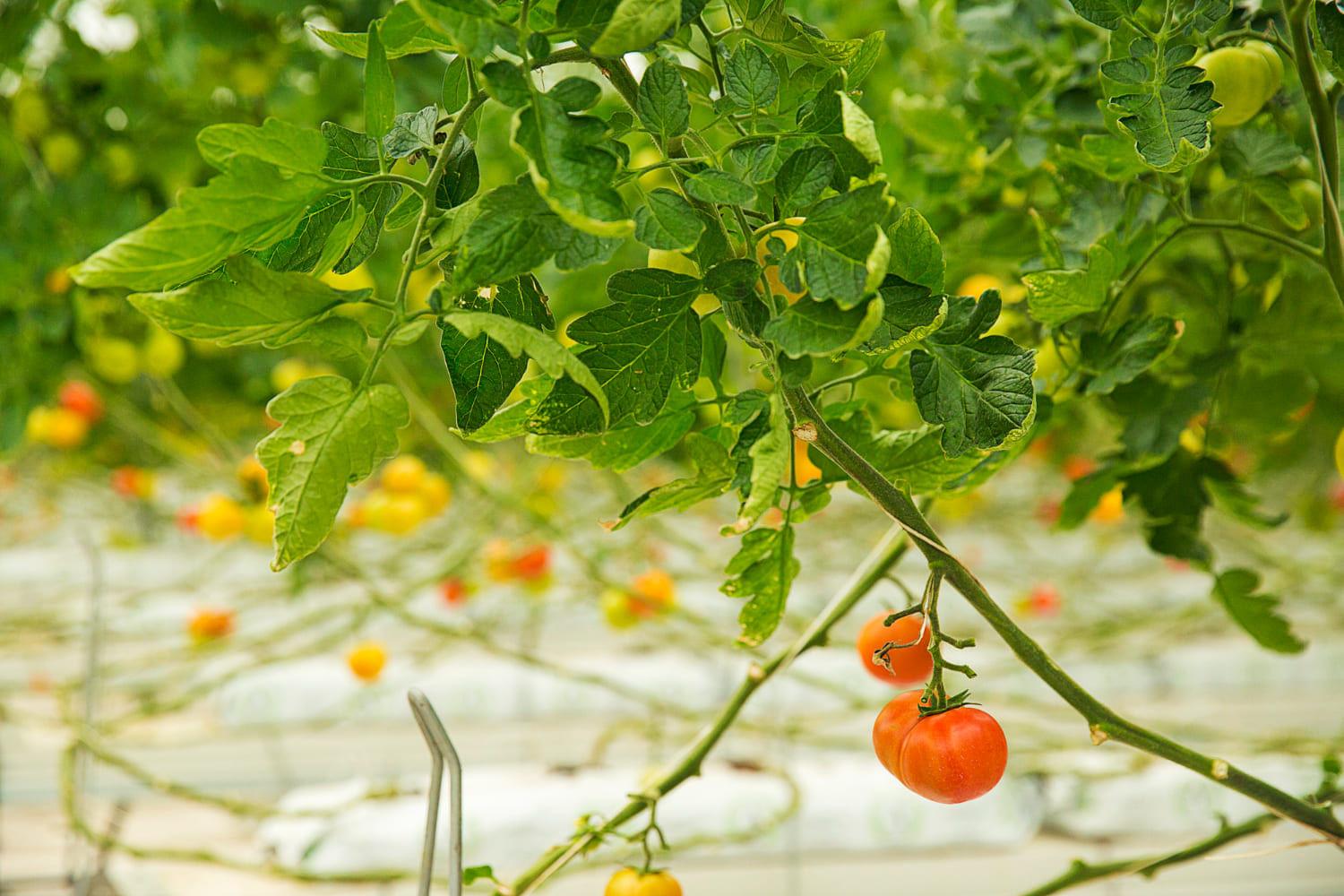 kvplus/articles/c2a54c928e487e4d01415e62af0e7273_colorful-tomato-plants-growing-inside-greenhouse-close-shooting-2.jpg