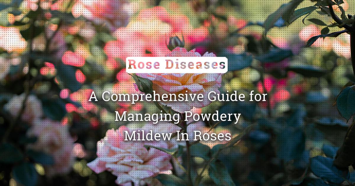 kvplus/articles/c66bd8f634ba65f04709026592e2a6fc_A-Comprehensive-Guide-for-Managing-Powdery-Mildew-In-Roses.jpg