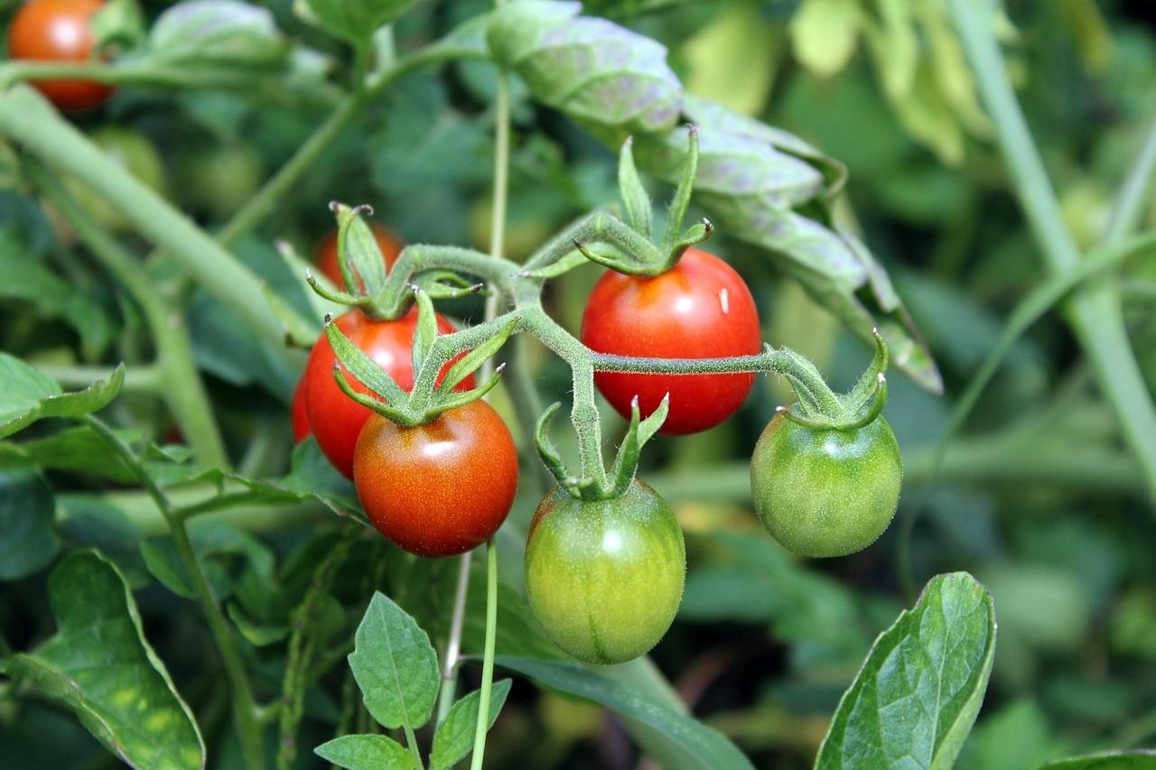 kvplus/articles/d38b98ea58075aa7c4e35bc17993a66d_tomatoes-2669861_1280.jpg