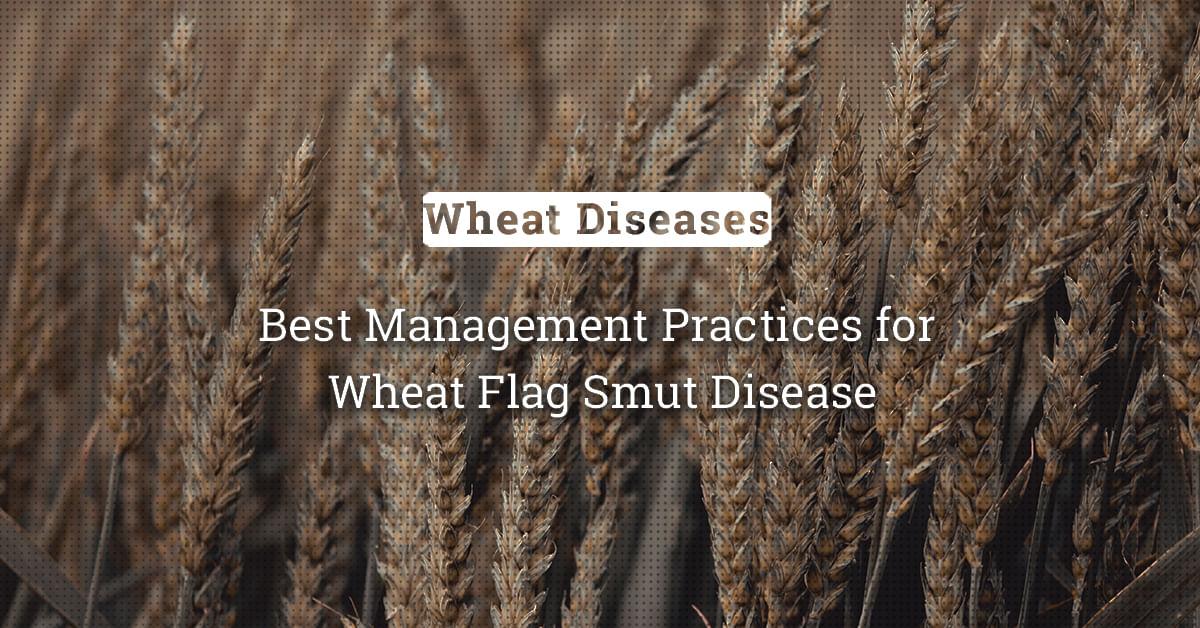 kvplus/articles/dc29a163d401e70ae5c3a909e8305e83_Best-Management-Practices-for-Wheat-Flag-Smut-Disease.jpg