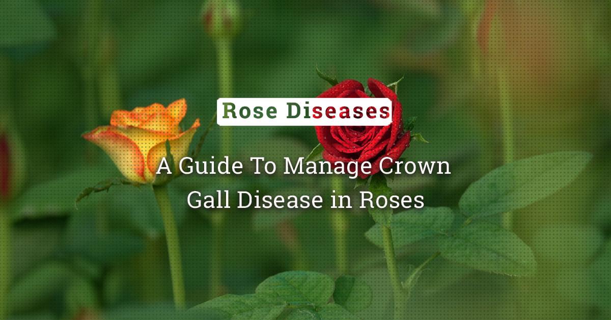 kvplus/articles/e2d8a5365a9a85a65cc48f4d57154603_A-Guide-To-Manage-Crown-Gall-Disease-in-Roses-1.jpg