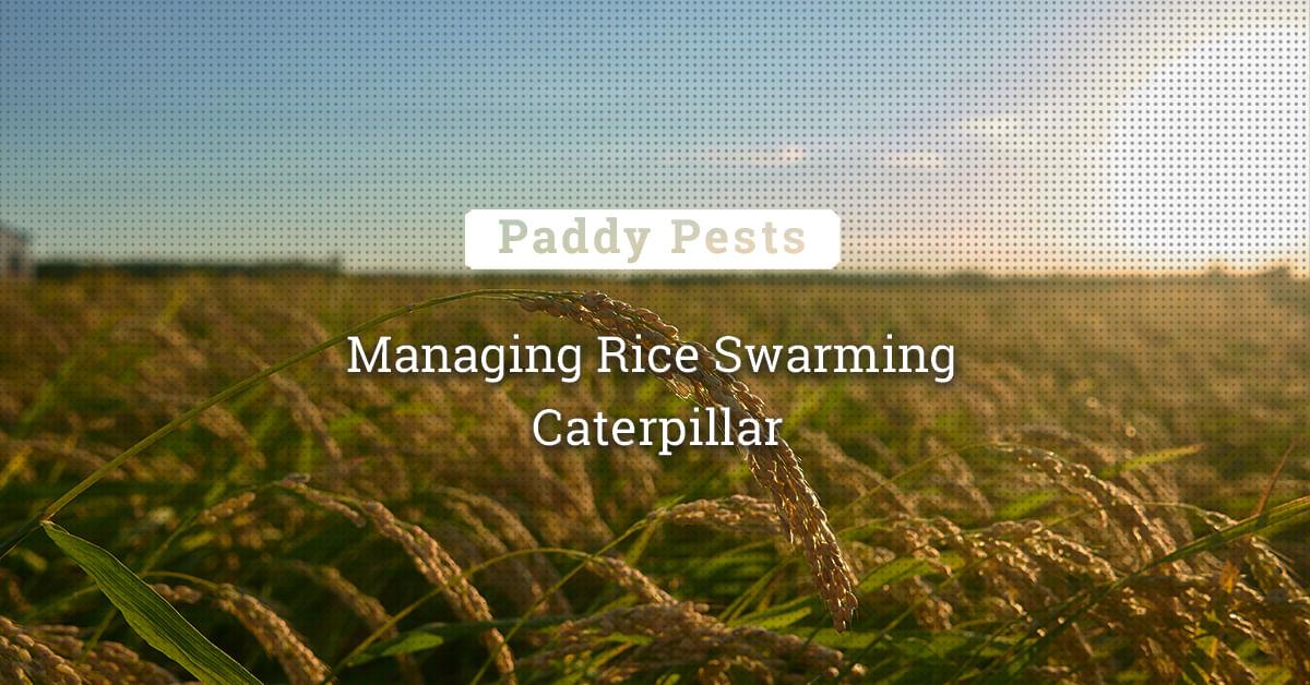 kvplus/articles/f9f09afb55b354cc5e2536931efbf8b4_Managing-Rice-Swarming-Caterpillar.jpg
