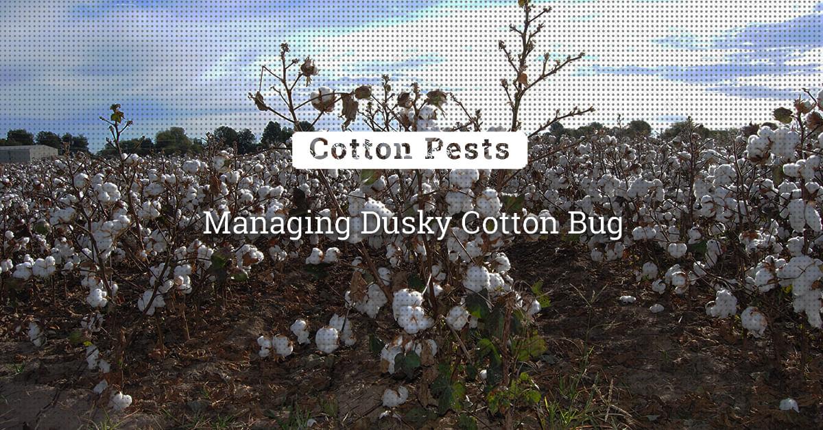 kvplus/articles/fa5ca5b512d513c6f6ee193623799ec2_Managing-Dusky-Cotton-Bug.jpg