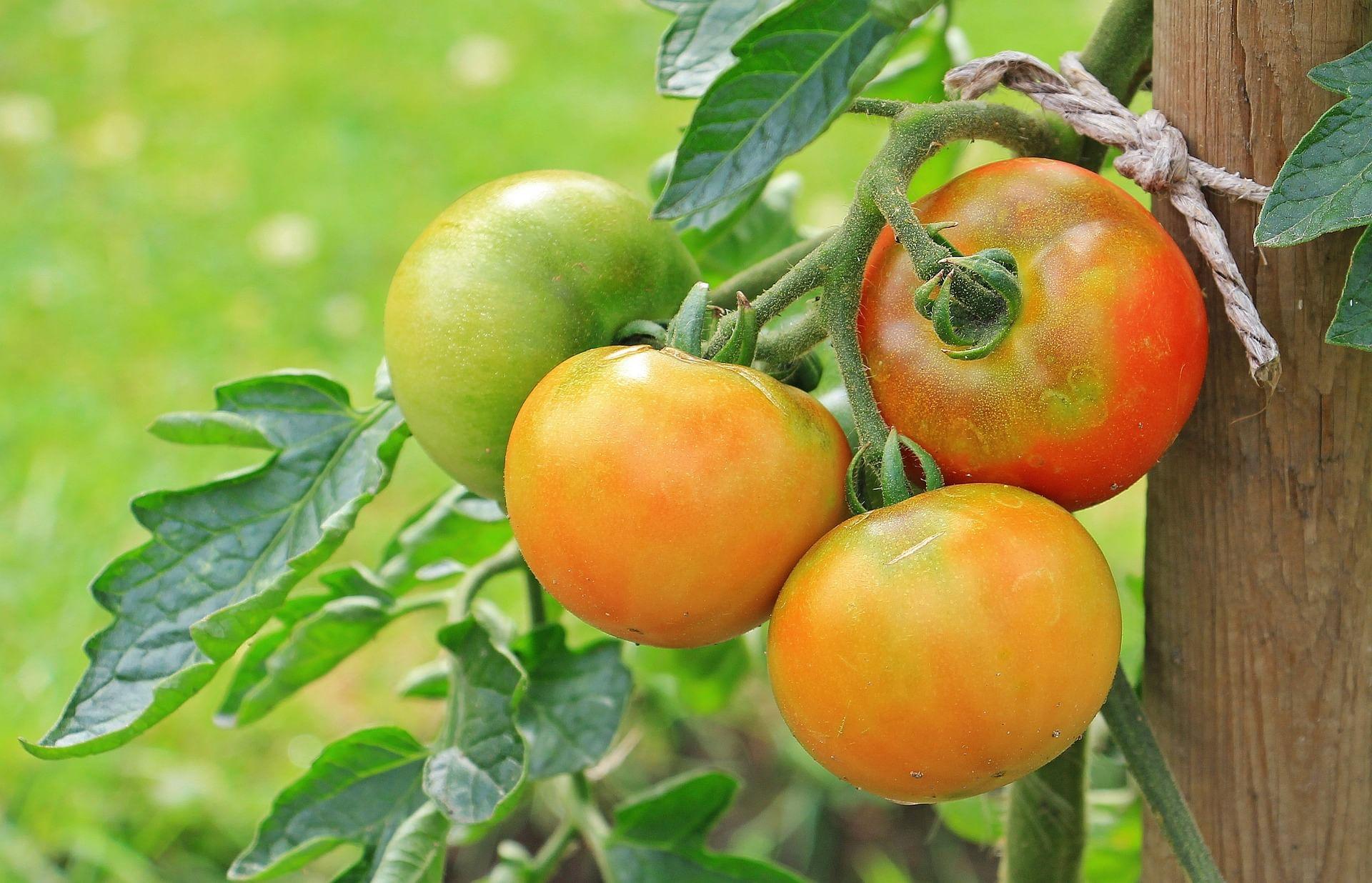 kvplus/articles/tomatoes-gb1d0080f0_1920.jpg