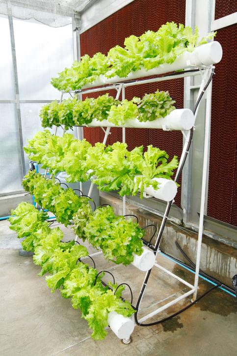 Aeroponics 101: Farming with Just Air! No Soil Required