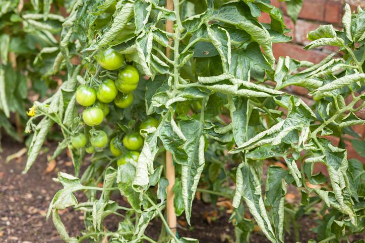 How to Stop Tomato Leaf Curl Virus Before it Spreads
