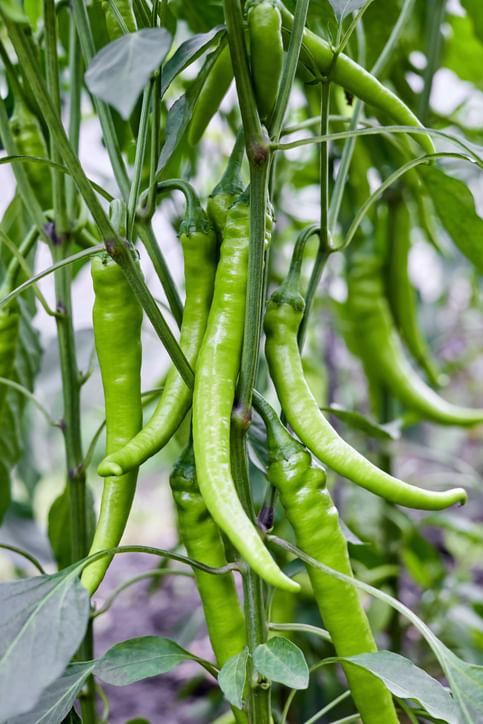 Chilli Mite Attack: Symptoms and Effective Control Tips