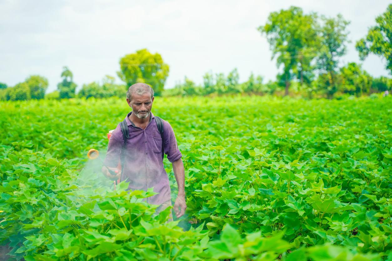 Best Time of Day to Spray Pesticides for Maximum Effect