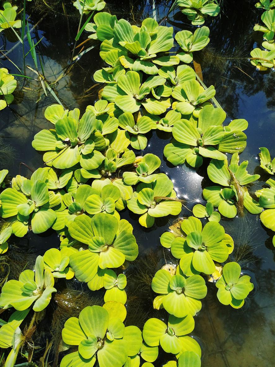 Duckweed Farming: A Small Plant That Yields Big Profits