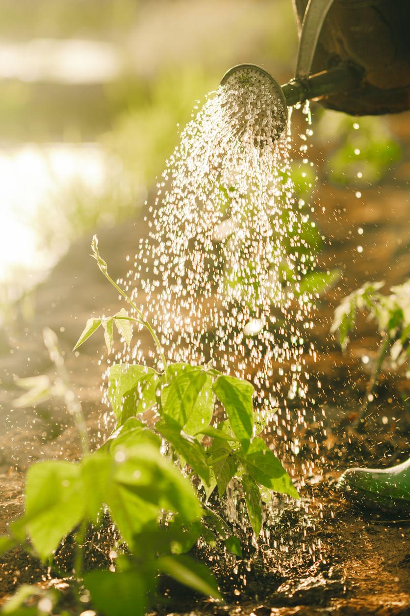 6 Smart Irrigation Hacks to Save Water This Summer