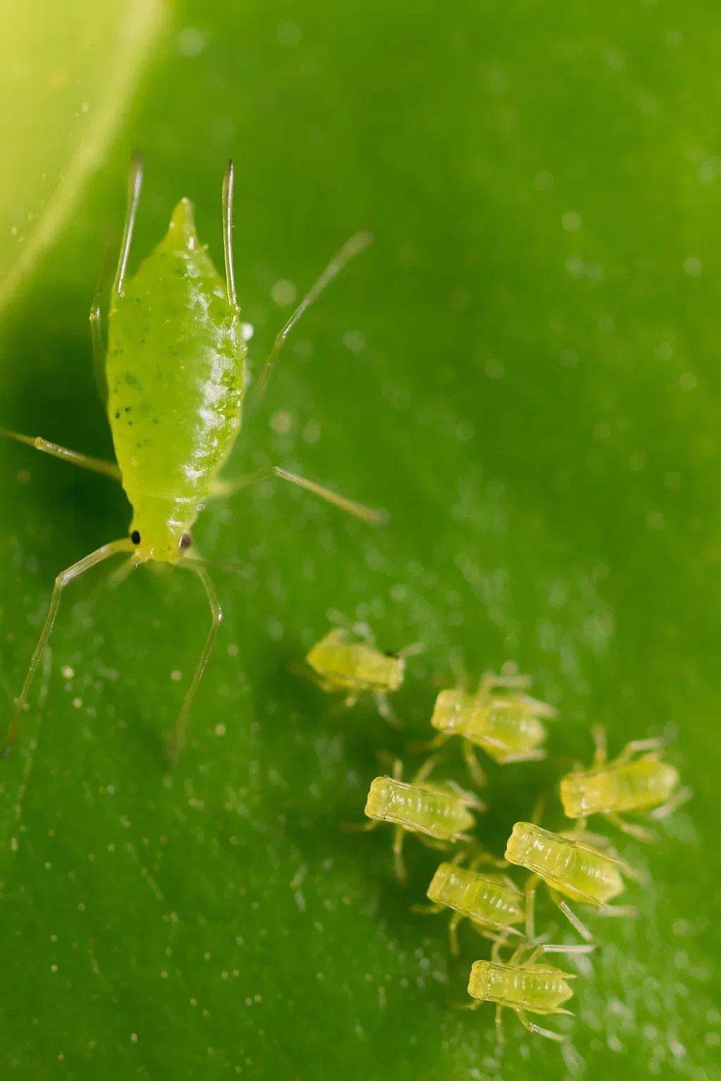 Managing Aphids: Know the Pest and Save Your Crop