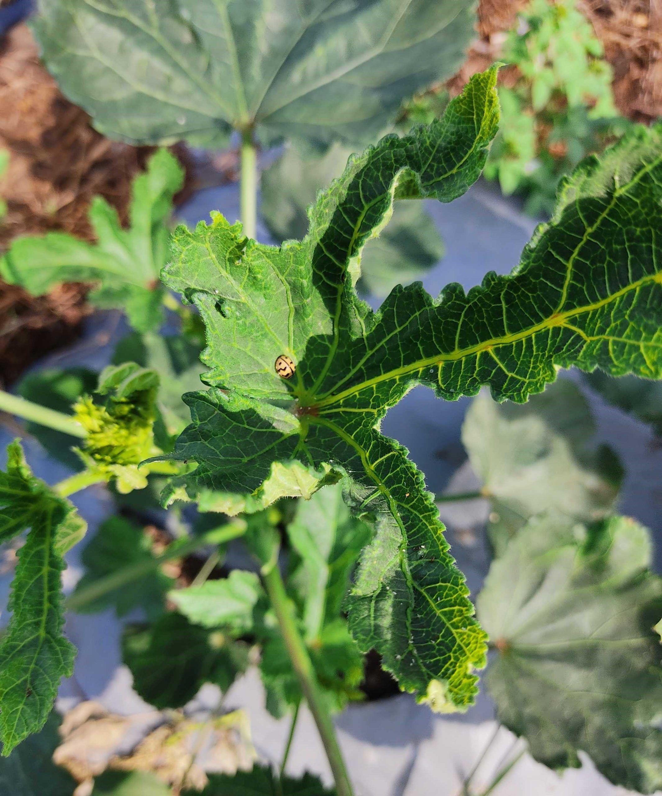 Saving Bhendi: Shielding Crops from Yellow Vein Virus