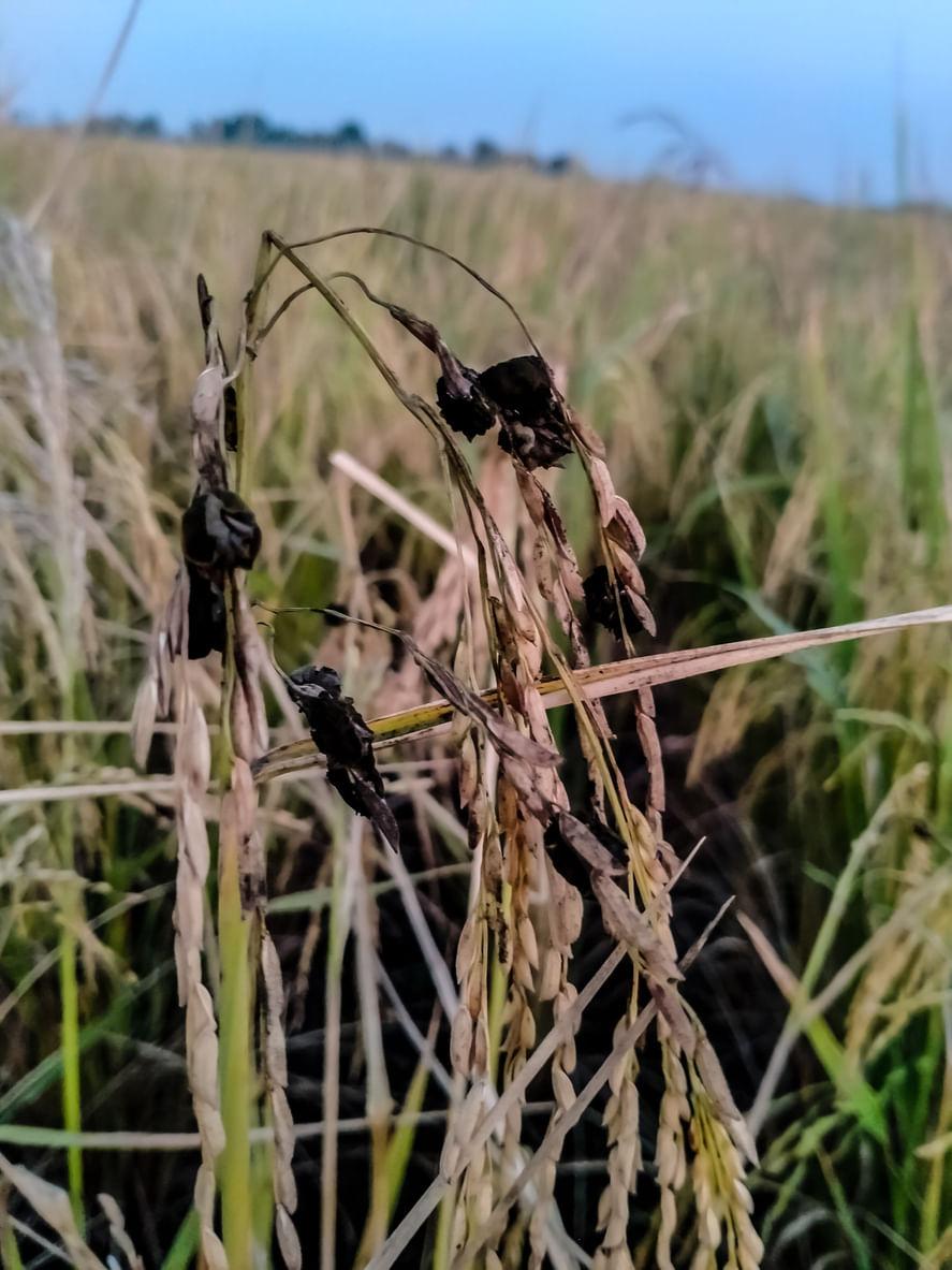 Paddy Diseases: Symptoms and Chemical Solutions