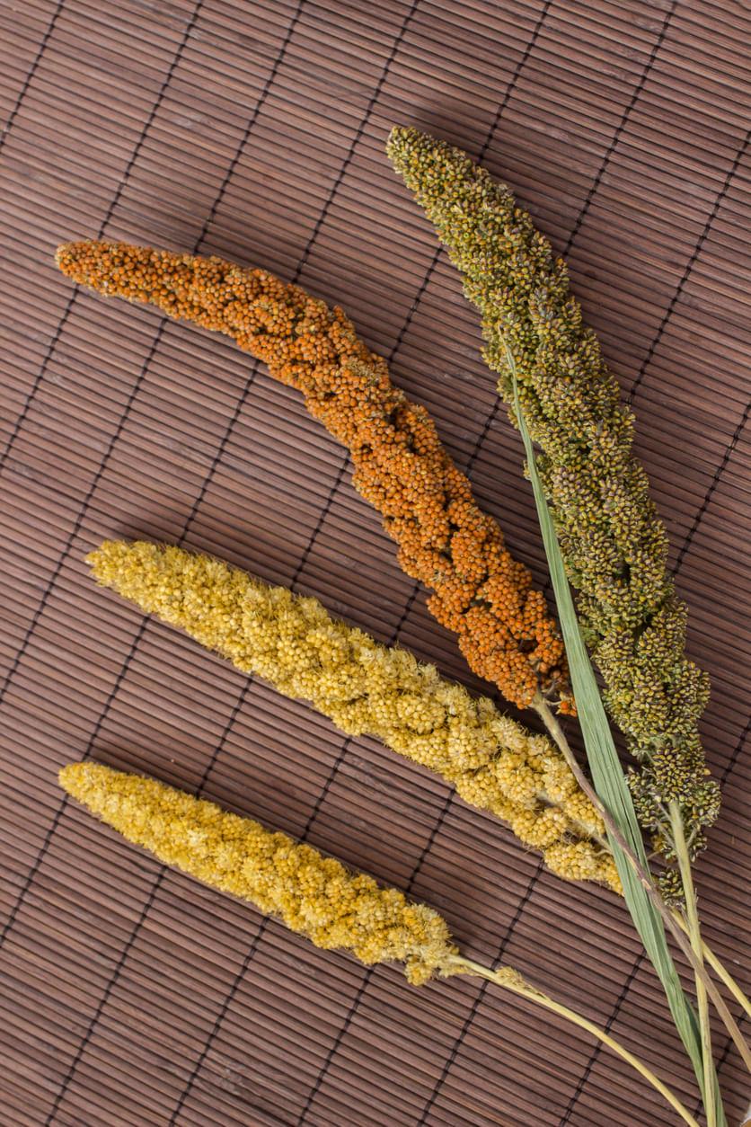 To learn more about farming, click the link below to visit Kisan Vedika . Get valuable information for your agriculture journey!