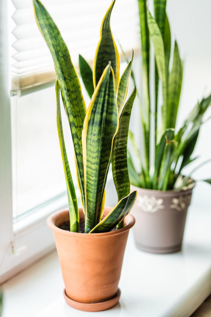 Top 8 Budget-Friendly Indoor Plants for your Home