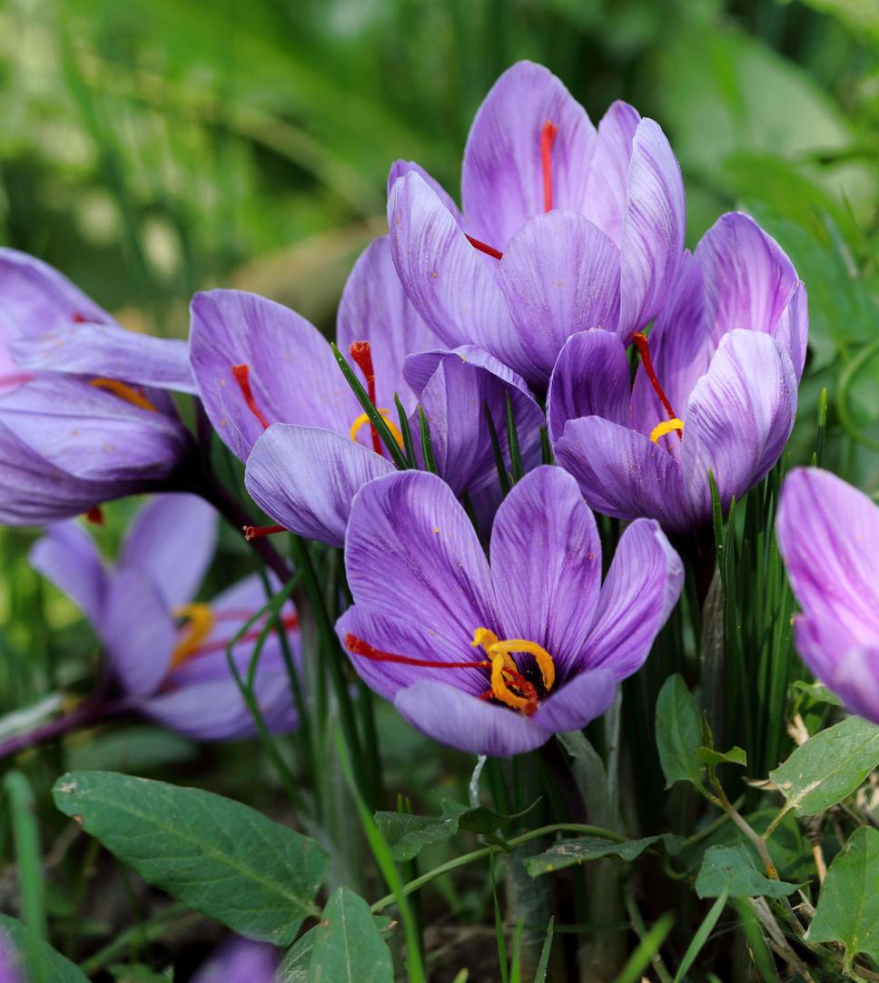 5 Most Expensive Flower in the World!