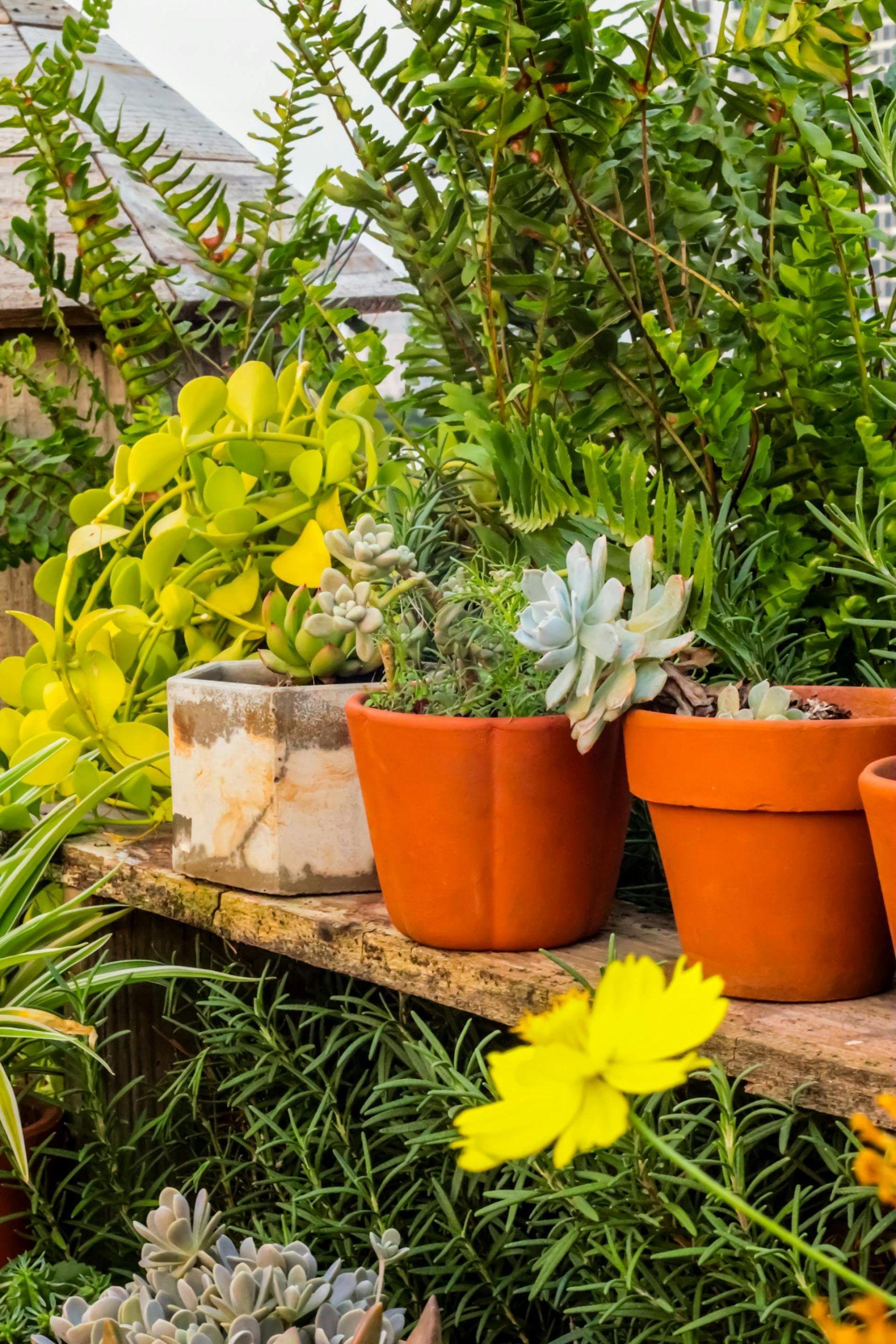 Container Gardening Tips to Increase The Garden Space