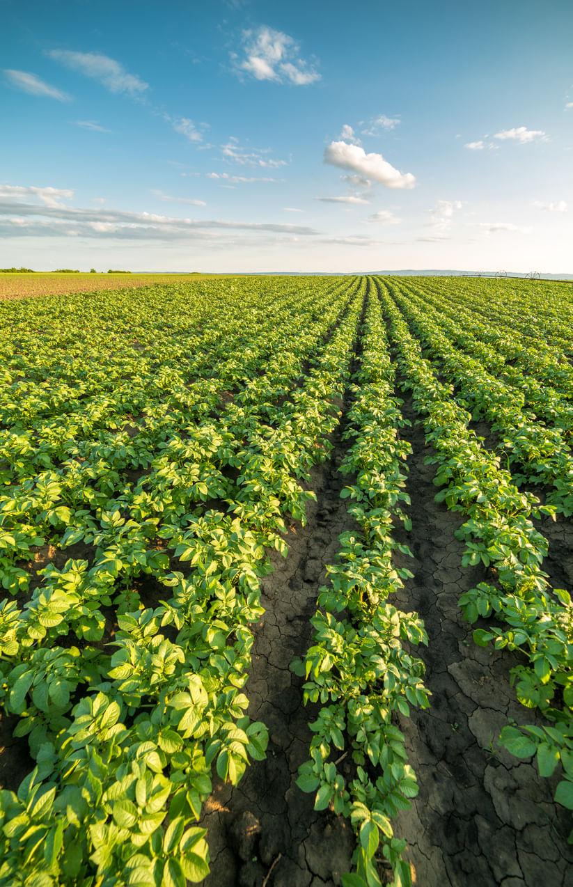 To learn more about farming, click the link below to visit Kisan Vedika . Get valuable information for your agriculture journey!