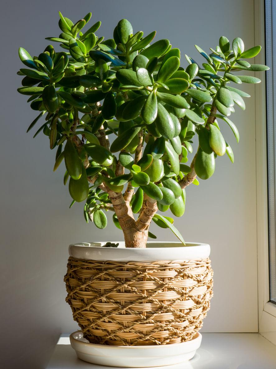 Jade Plants and its Benefits