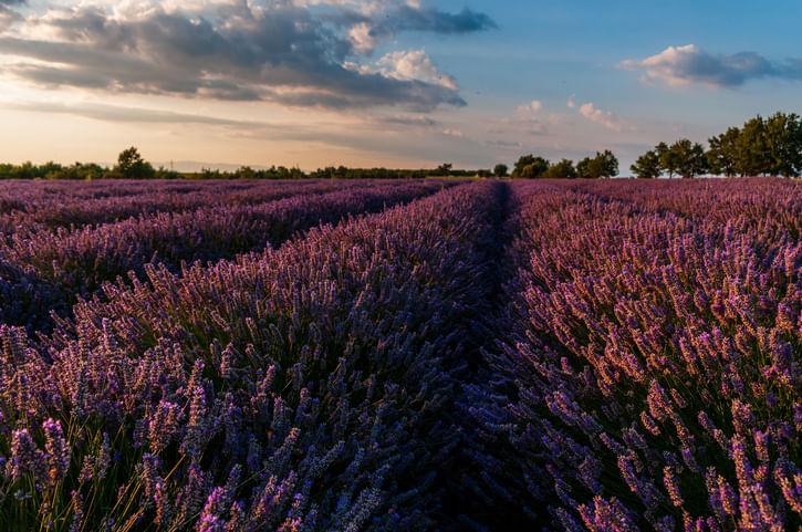 To learn more about farming, click the link below to visit Kisan Vedika . Get valuable information for your agriculture journey!