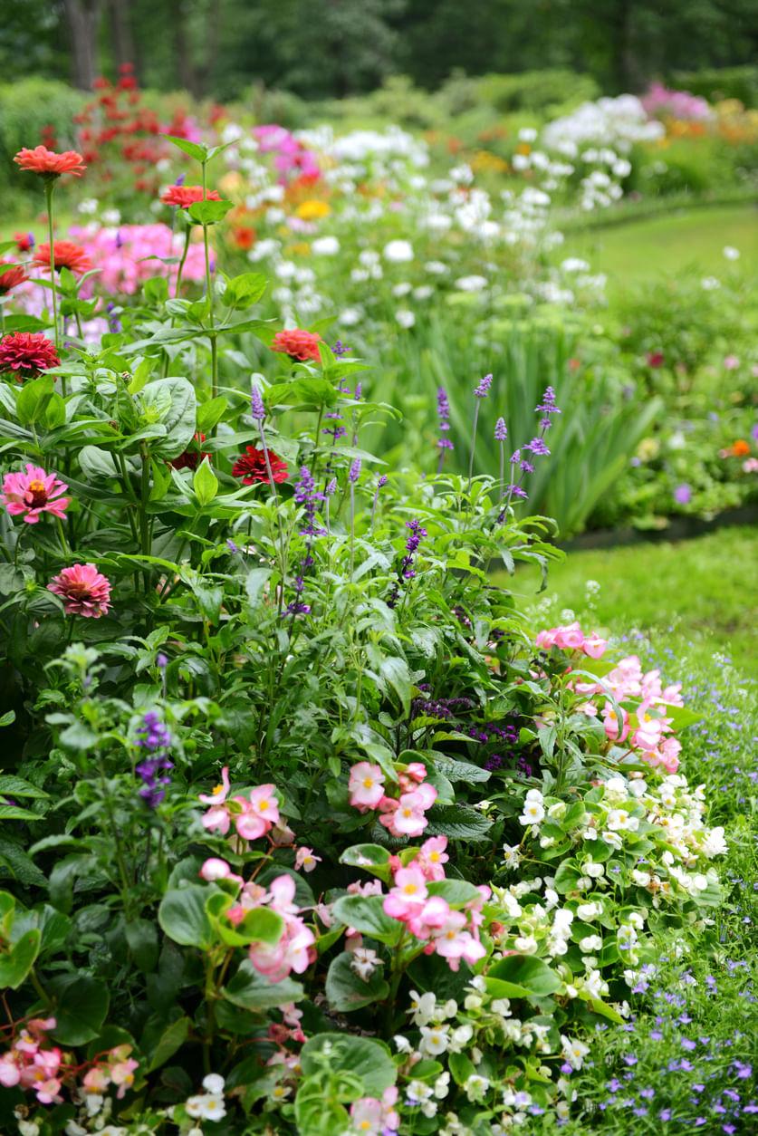 Chaos Gardening: Stress-Free Way to Grow Anything