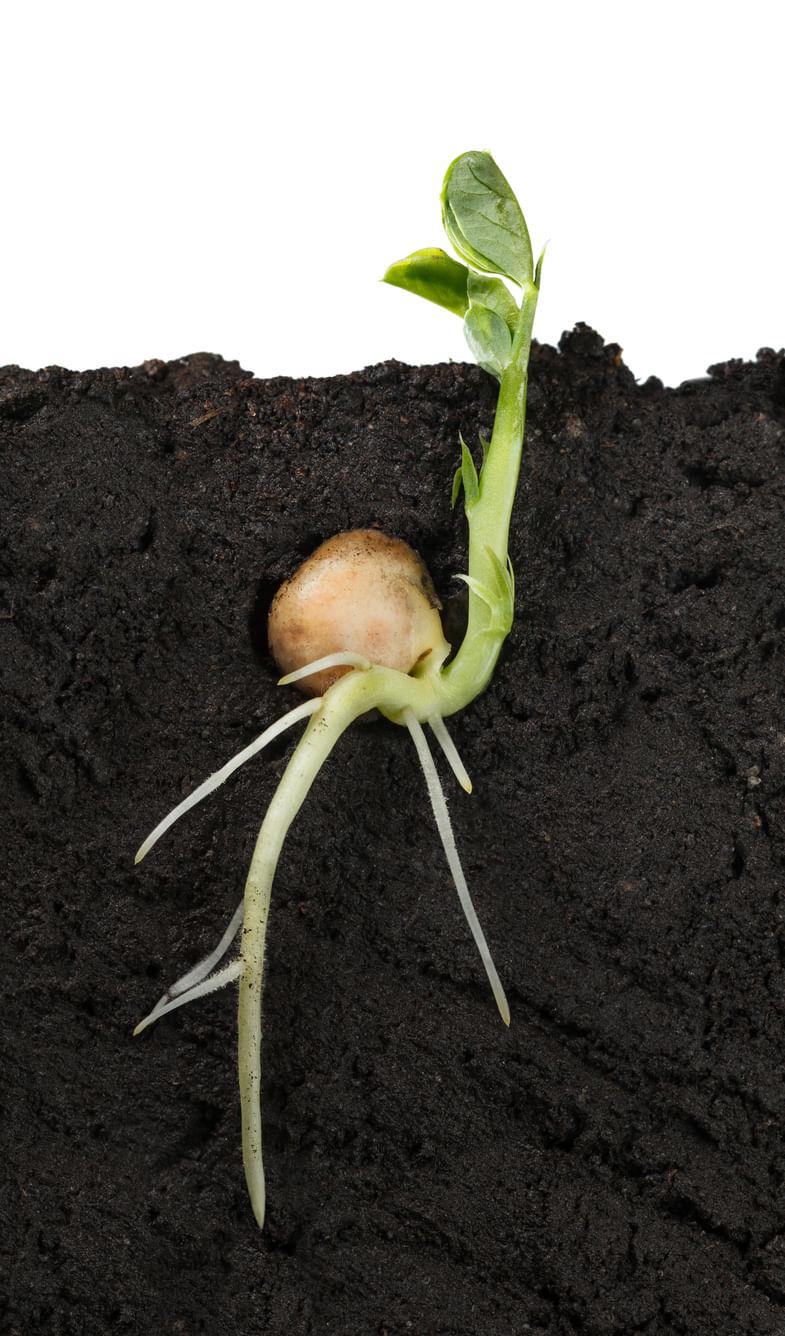 Seed Germination Made Easy: 5 Key Tips