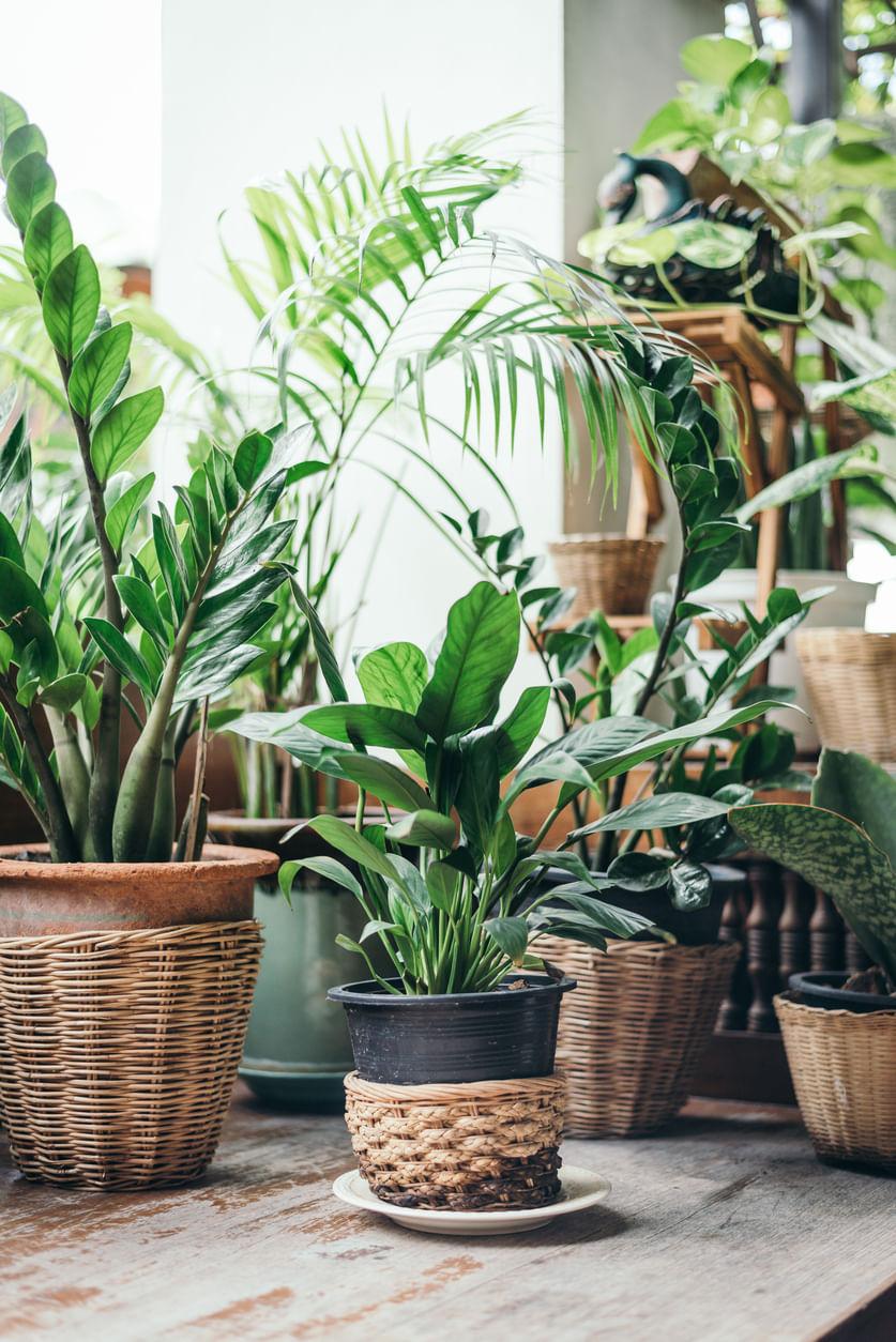 9 Low Maintenance Plants That are Perfect for Beginners