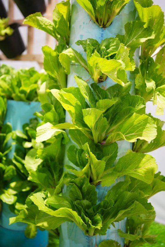 Debunking Aeroponics Myths-What’s True and What’s Not