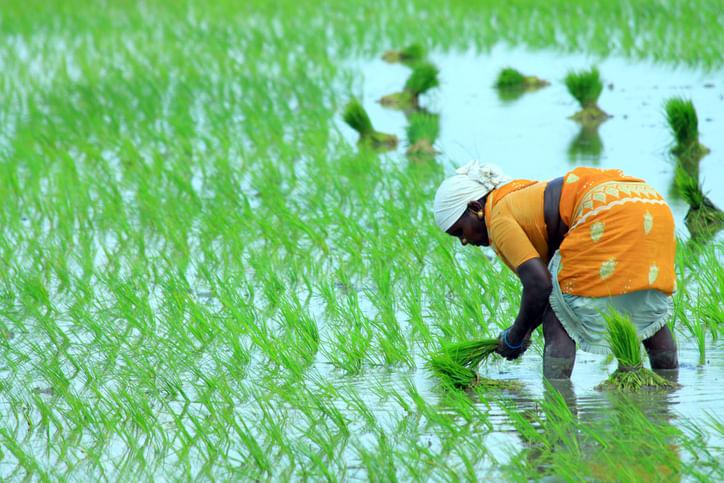 Paddy Farming: Easy Steps from Nursery to Harvesting