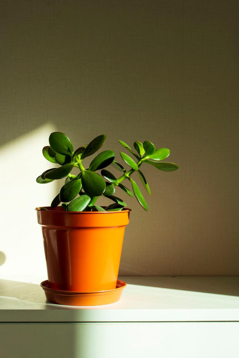 5 Tips to Grow a Jade Plant Right on Your Work Desk