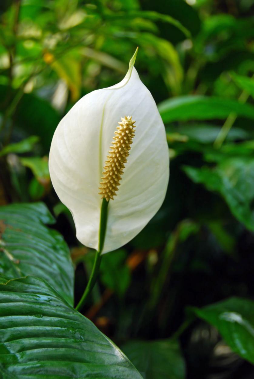 Learn How to Grow and Care for Peace Lily Plant at Home