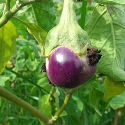 Rescue Your Brinjal Crop from Fruit & Shoot Borers!
