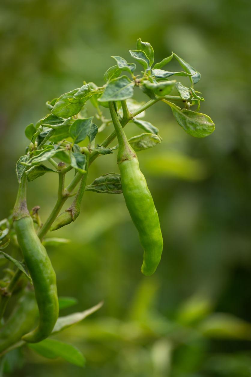 Whiteflies in Chilli: Early Signs and Control Tips