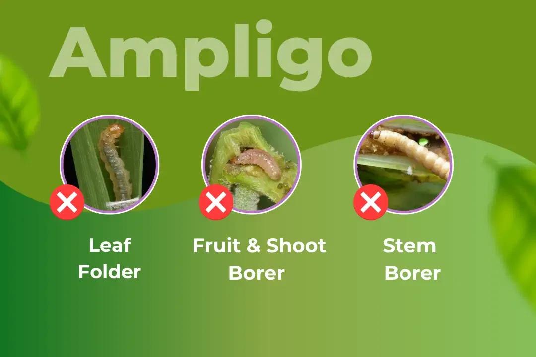 Ampligo Insecticide Target Pest Ampligo Insecticide Target Pest