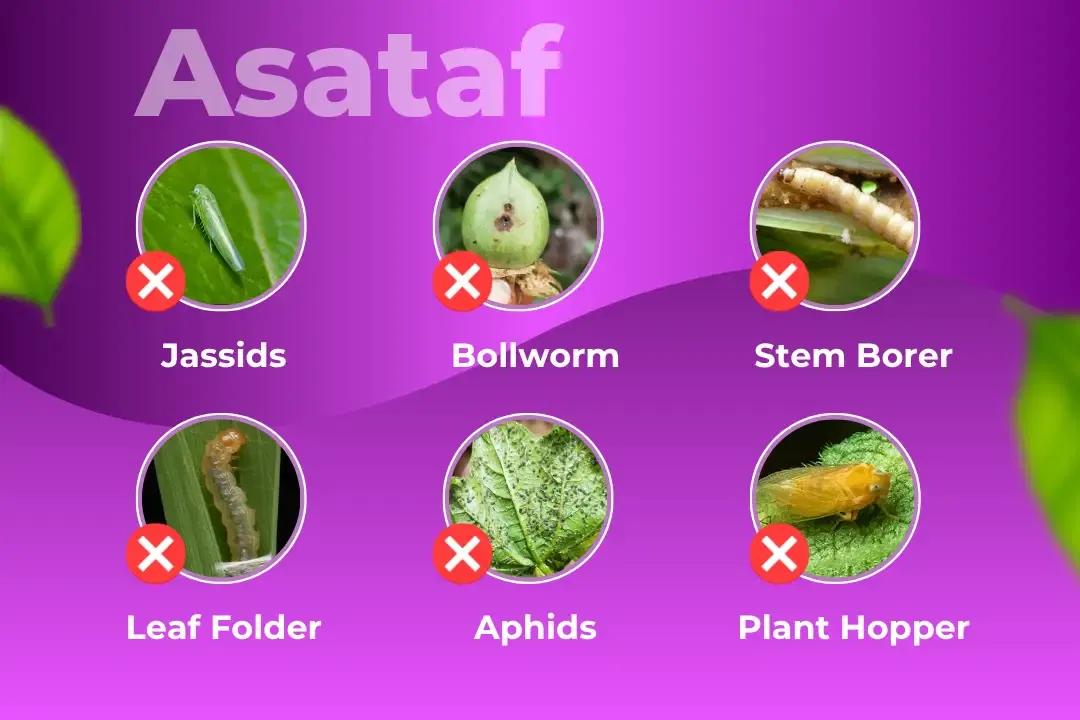 Asataf Insecticide Target Pest Asataf Insecticide Target Pest