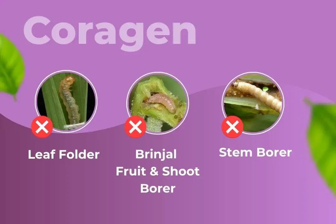 Coragen Insecticide Target Pest Coragen Insecticide Target Pest