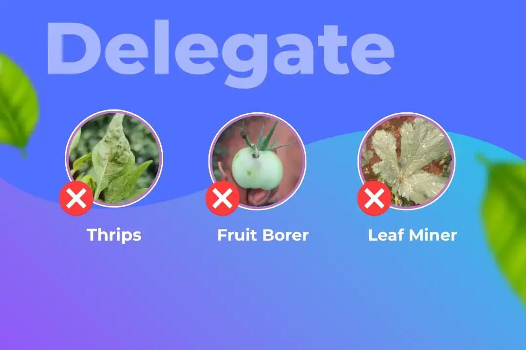 Delegate Insecticide Target Pest Delegate Insecticide Target Pest