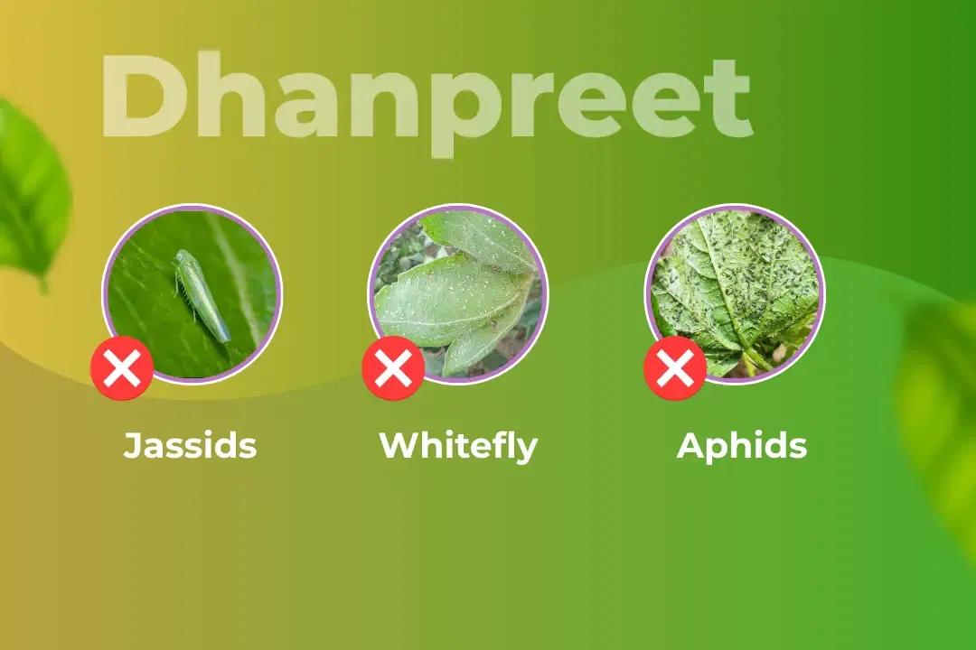 Dhanpreet Insecticide Target Pest Dhanpreet Insecticide Target Pest