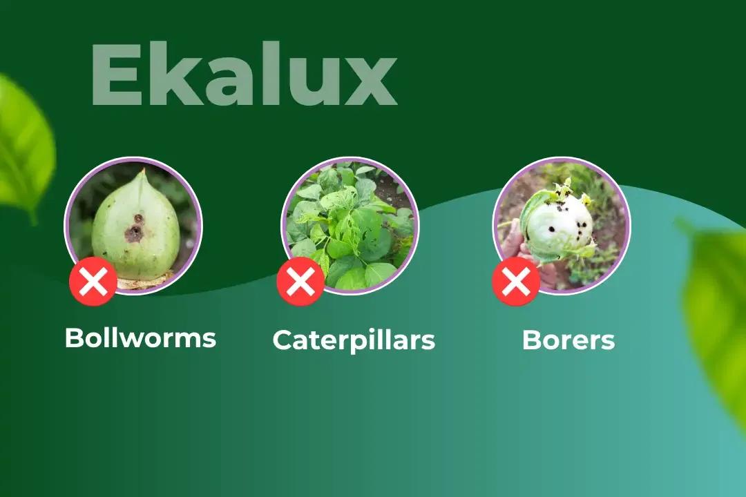 Ekalux Insecticide Target Pest Ekalux Insecticide Target Pest